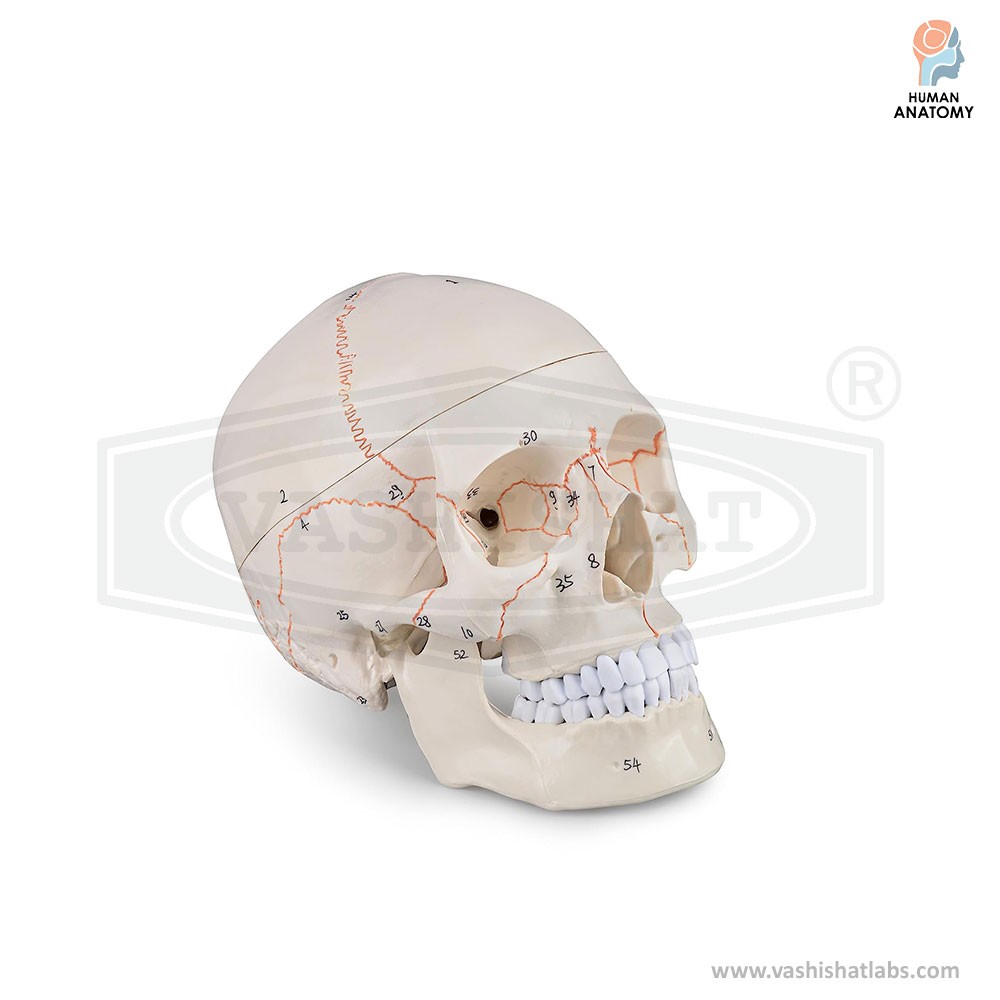 Human Skull Model